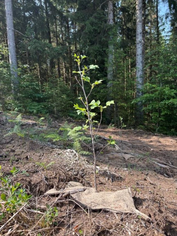 Une solution de paillage conçue pour la forêt